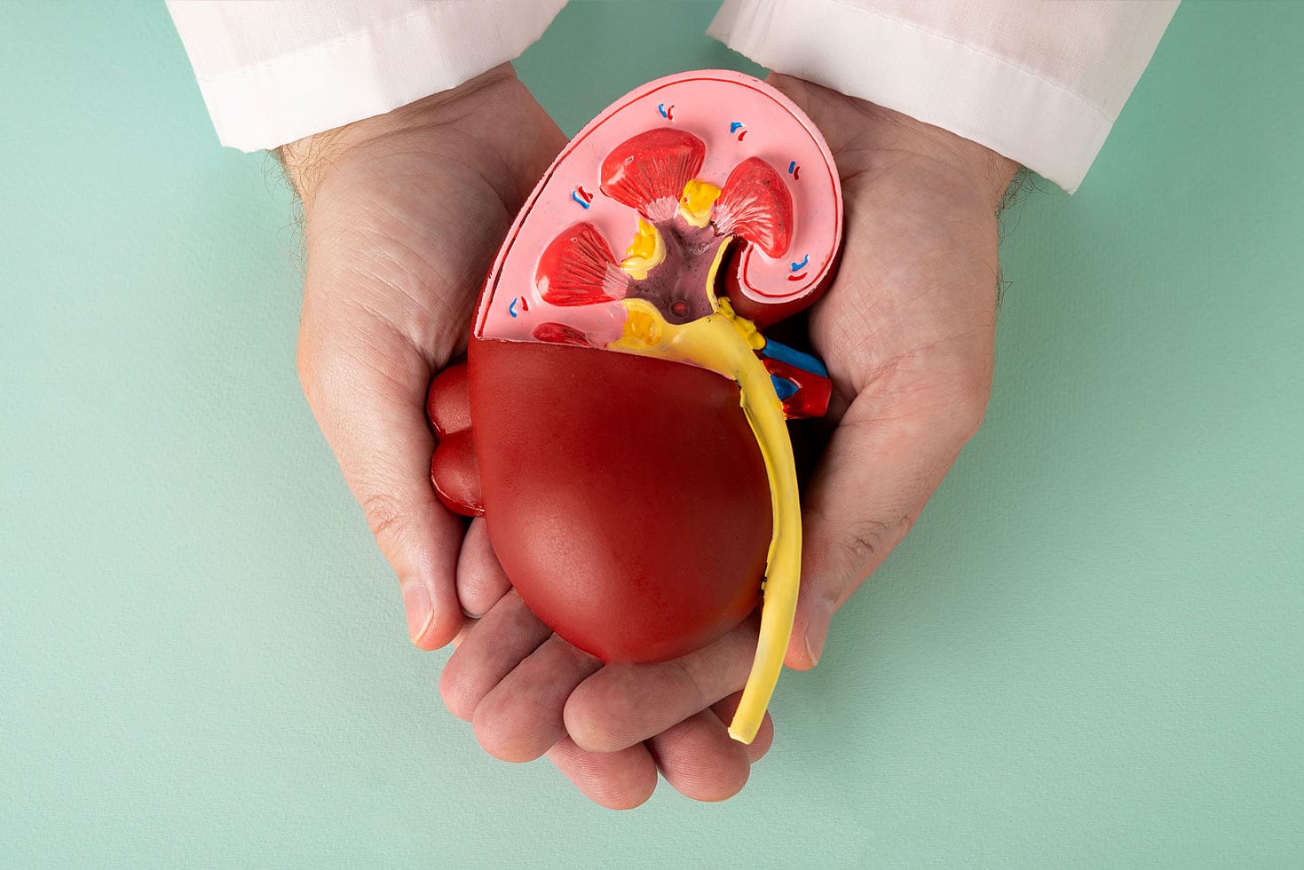 Modelo anatómico para explicar los signos de enfermedad renal