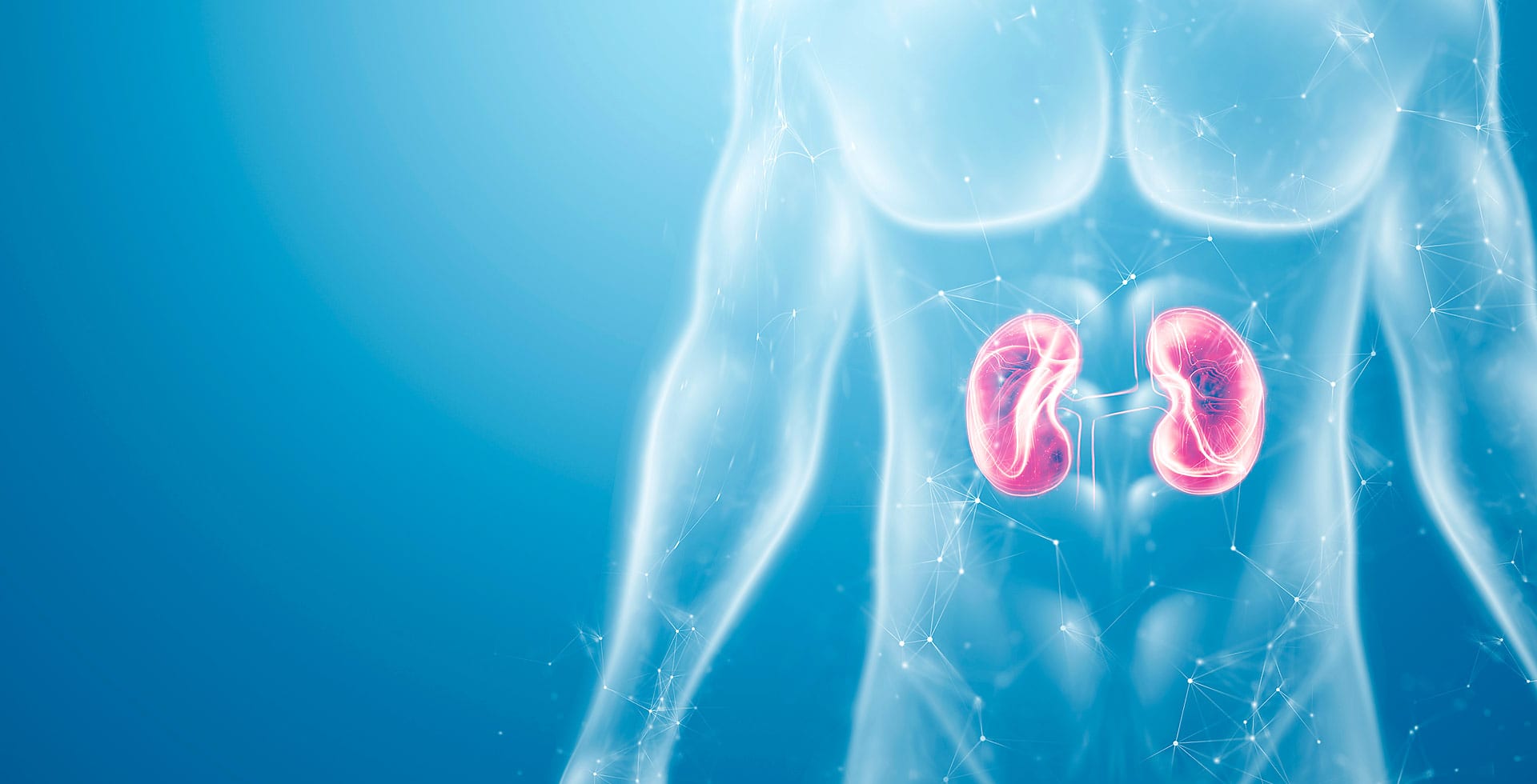 Representación de los riñones en el cuerpo humano